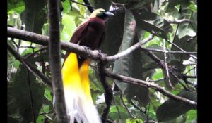 Dans la jungle de Papouasie, menace sur les oiseaux de Paradis