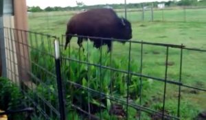 Quand un bison vient faire du trampoline dans ton jardin
