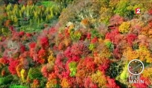 Chine : à la découverte des plus belles forêts d'automne