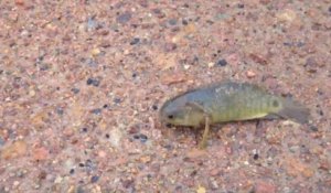 Ce poisson peut ramper, respirer hors de l'eau et est presque indestructible. Grosse menace pour l'Australie