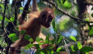 Découverte d'une nouvelle espèce rare d'orang-outan en Indonésie