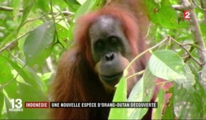 Chat Renard Une Nouvelle Espèce De Félin Découverte En Corse