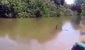 Quand des piranhas affamés sautent sur un poisson... impressionnant !