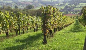 Pays Basque: des jarres en terre cuite pour élever du vin