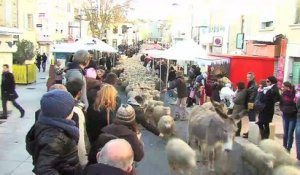 Le défilé des moutons et des chèvres dans les rues d'Istres