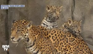 Ces deux bébés jaguars font leurs premiers pas au zoo de Houston