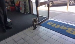 Quand un koala entre faire son shopping dans un magasin