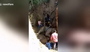 Tombé dans un gouffre cet éléphant est tracté par des dizaines de villageois en Inde !