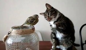 Câlin entre un chat et un petit oiseau...