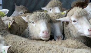 VIDEO. "Ovinpiades 2018" : le Centre-Val de Loire à la recherche des meilleurs jeunes bergers