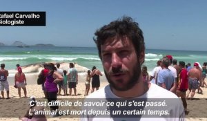 Brésil: une baleine s’échoue sur la plage d’Ipanema