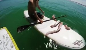 Un calamar géant ne veut plus lacher la planche de ce paddle boarder... Collant l'animal