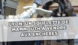 Lyon: Un squelette de mammouth à vendre aux enchères