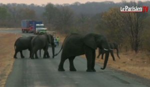 Trump autorise l’importation de trophées d’éléphants