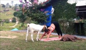 Cette vache adore faire du Yoga avec cette femme !