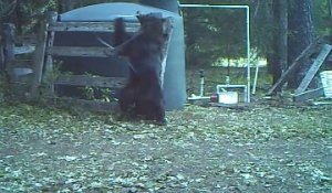 Cet ours se prend un câble entre les jambes à force de jouer dans le jardin...