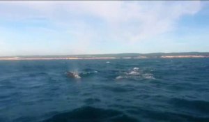 Regardez les dauphins nager près du bateau !