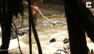 Cet homme courageux tente de sauver un Orang-outan de la noyade dans les rapides d'une rivière