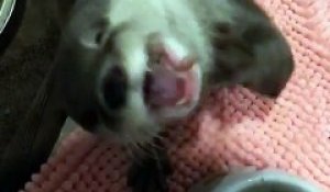 Un Chat Acrobate Marche Sur Ses Pattes Avant Sur Plusieurs Metres Sur Orange Videos