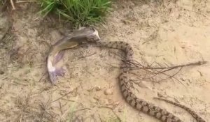 Ce serpent a les yeux plus gros que le ventre en essayant d'avaler un poisson chat
