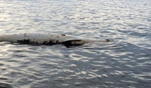 Un dauphin d'une espèce rare retrouvé mort dans la baie de Saint-Raphaël