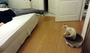 Trop mignon ce chat réagit quand son maître fait semblant de mourir !