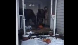 2 élans dévorent des citrouilles sur le porche d'une maison !