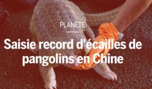 Saisie record d’écailles de pangolins, l’animal le plus braconné au monde