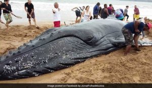 Un beau travail d'équipe pour sauver cette baleine échouée