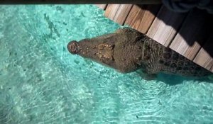 Ce crocodile énorme saute hors de l'eau pour chopper un chapeau...