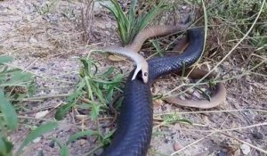 Ce petit serpent se defend férocement contre un gros serpent brun