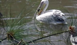 Ce pelican essaie d'avaler un canard sous les yeux des touristes