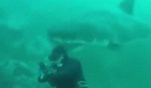 Un grand requin blanc heurte la tête d'un plongeur