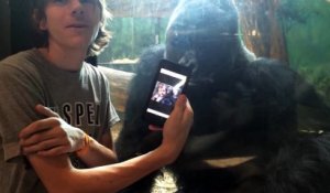 Cet homme montre des photos de gorilles à un gorille dans un Zoo. La réaction de l'animal est incroyable