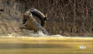 Cette panthère attrape un crocodile pour son repas... Incroyable