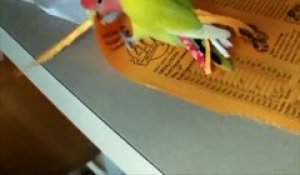 Ce perroquet n'aime pas son plumage alors il se met de nouvelles plumes