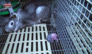 Animaux : la nouvelle vidéo choc de L214 sur la fourrure de luxe des lapins (vidéo)