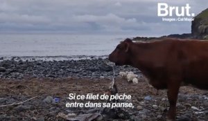 Écosse : le message de désespoir face à la pollution d'une jeune vétérinaire