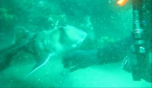 Ce requin vient demander de l'aide à des plongeurs pour enlever l'hameçon qu'il a dans la bouche