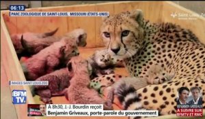 Naissance de huit bébés guépards dans un zoo, une première
