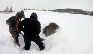 Au Canada, cet élan bloqué dans la neige a été sauvé par deux promeneurs