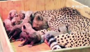 Etats-Unis : une portée exceptionnelle de huit bébés guépards naît dans un zoo