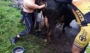 Des cyclistes font hurler une vache en enfonçant leurs deux bras en elle pour l'aider a vêler