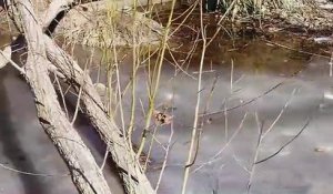 La méthode de survie des alligators incarcérés dans l'eau gelée !