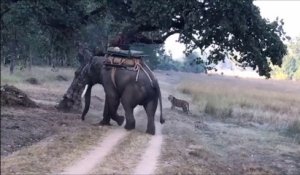 Un tigre fait face à un éléphant : incroyable et terrifiant