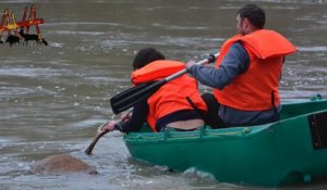 Un cerf tué dans une rivière par des chasseurs à courre (Oise)