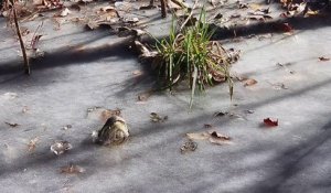 Un alligator survit dans l'eau gelée