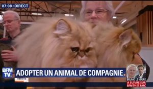 Et si vous adoptiez un chat de race ? @AshleyChevalier est au "Paris Animal Show"