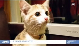 Un chaton perdu prend le train tout seul et retrouve sa maitresse grâce... à Twitter ! Regardez