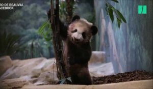 Yuan Meng, le bébé panda du zoo de Beauval a fait sa première sortie publique